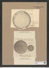 Stictodiscus truanii Witt. (de-Toni-Nr.: Genus 205, Species 5240) Zeichnungen Sammlung Grunow Nr. 9034 (NHMW-BOT-W0378758)